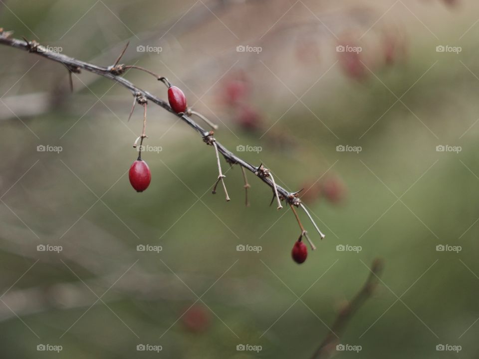 Berries 