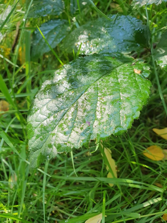 The green leaf