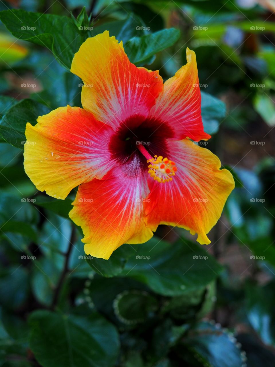 Colorful hibiscus flower blooming outdoors