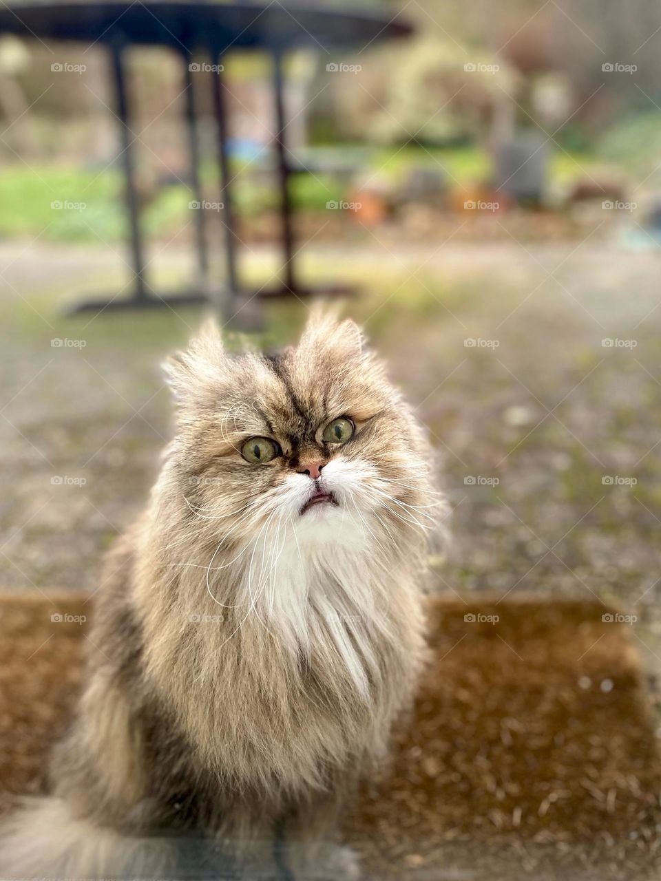 Our cat waiting outside, Persian cat in our garden. Beautiful pet! Looking a bit sad but he has always such an 'sad' expression 