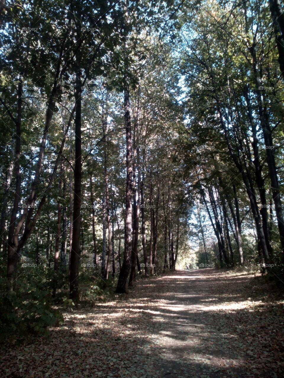 Wood, Tree, Nature, Landscape, No Person