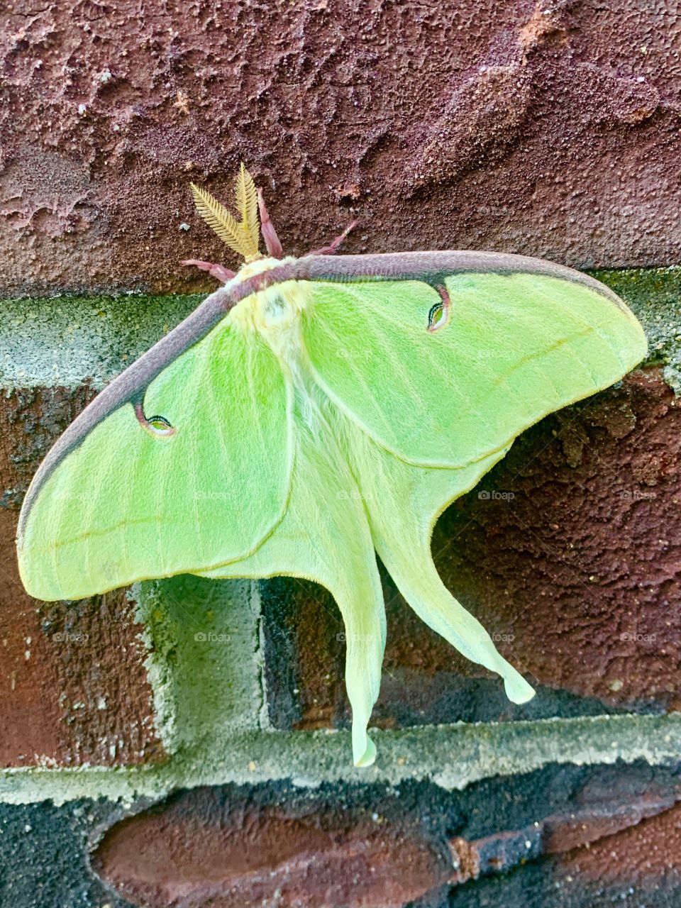 Large green moth