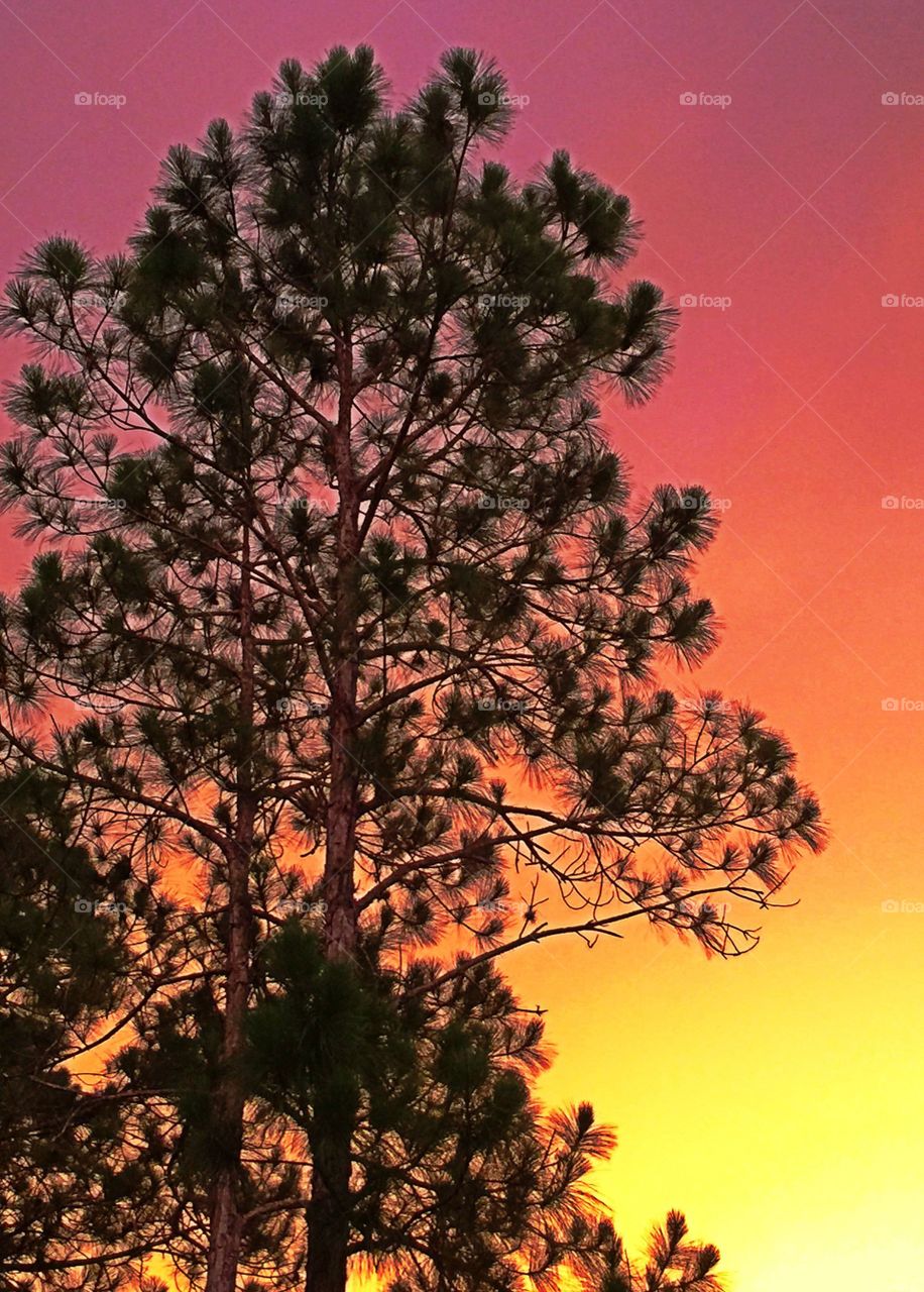 Tall pine at sunset. Tall pine at sunset