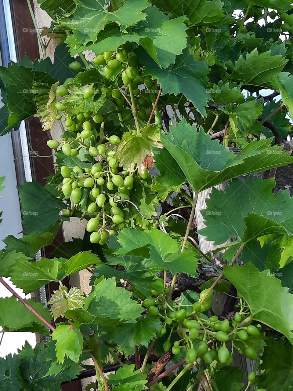 ripening green grapes at sunset