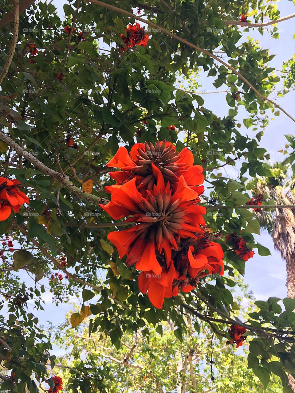 Flowering tree