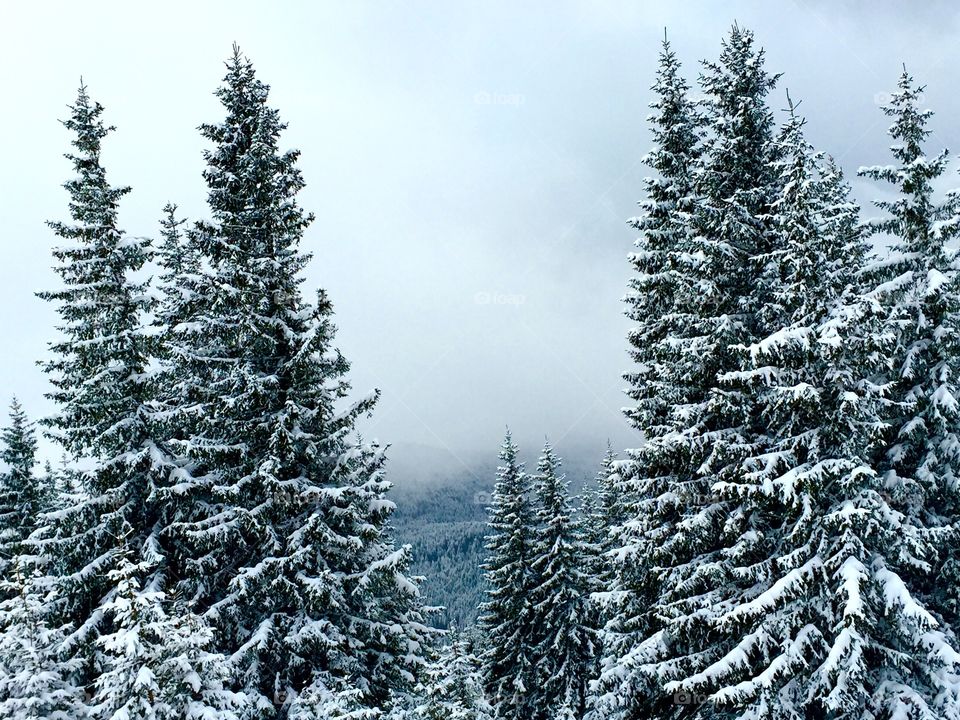 Snow, Winter, Wood, Fir, Evergreen