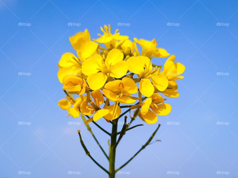 A close up of mustard flower on the clear blue sky