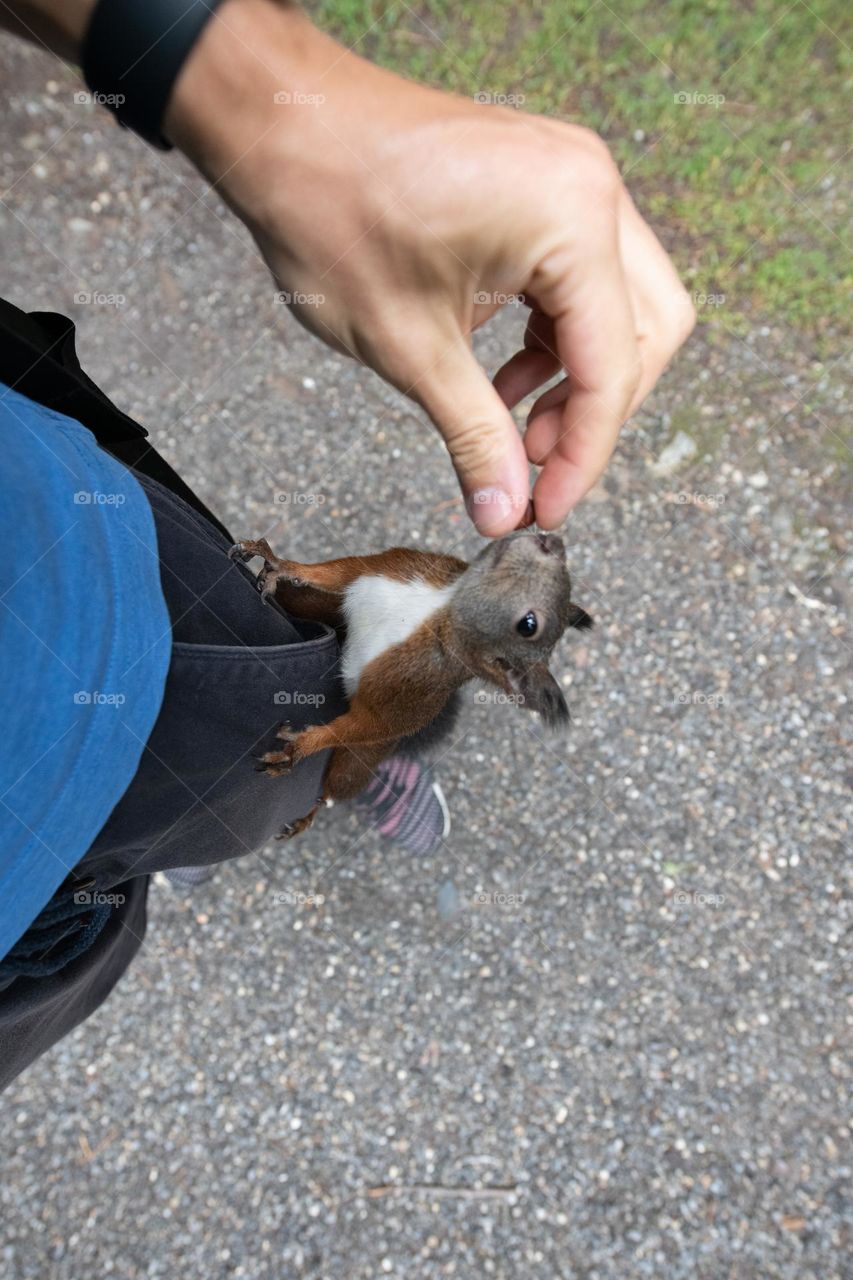 Squirrel wants food