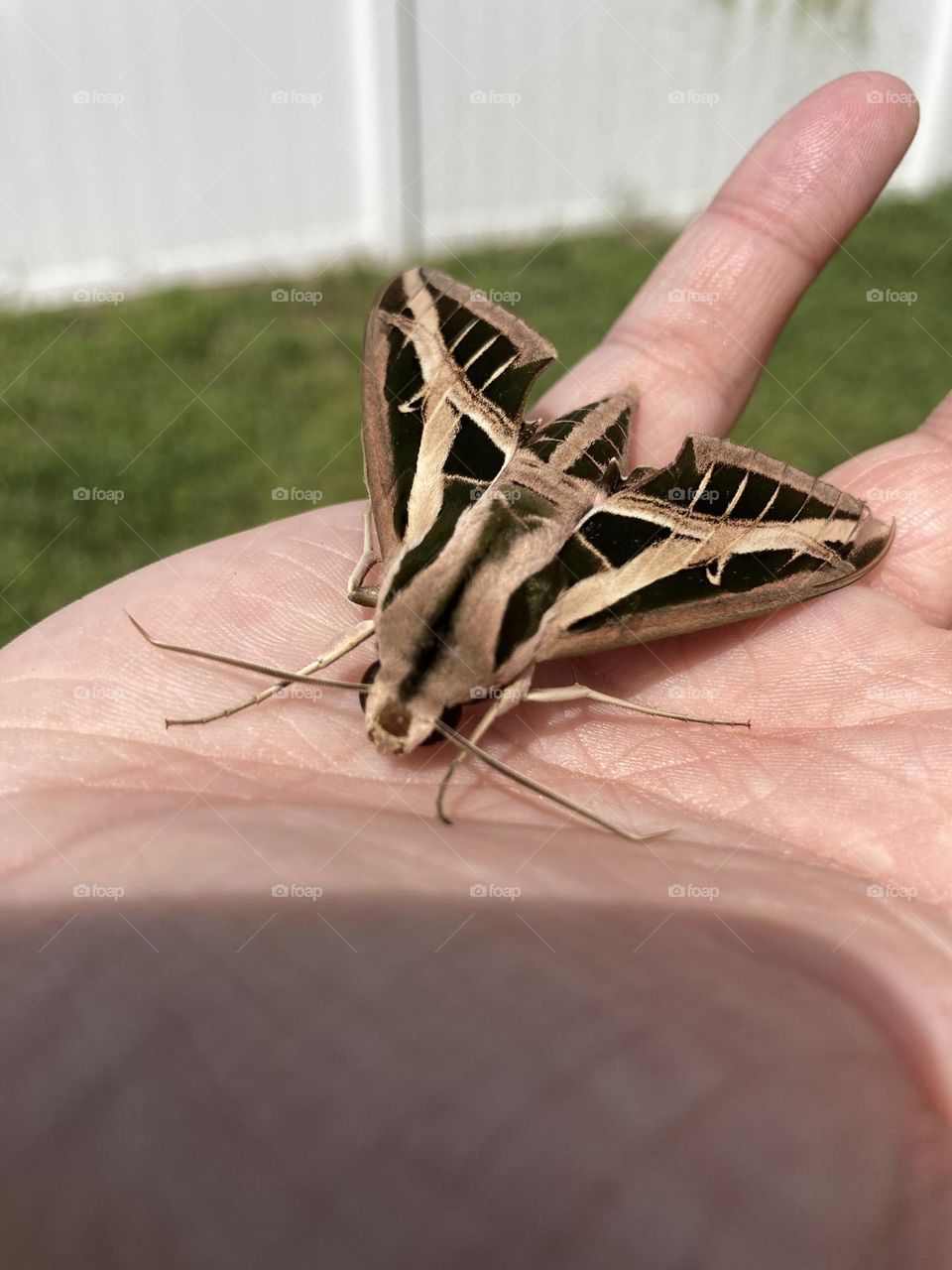Beautiful triangle moth