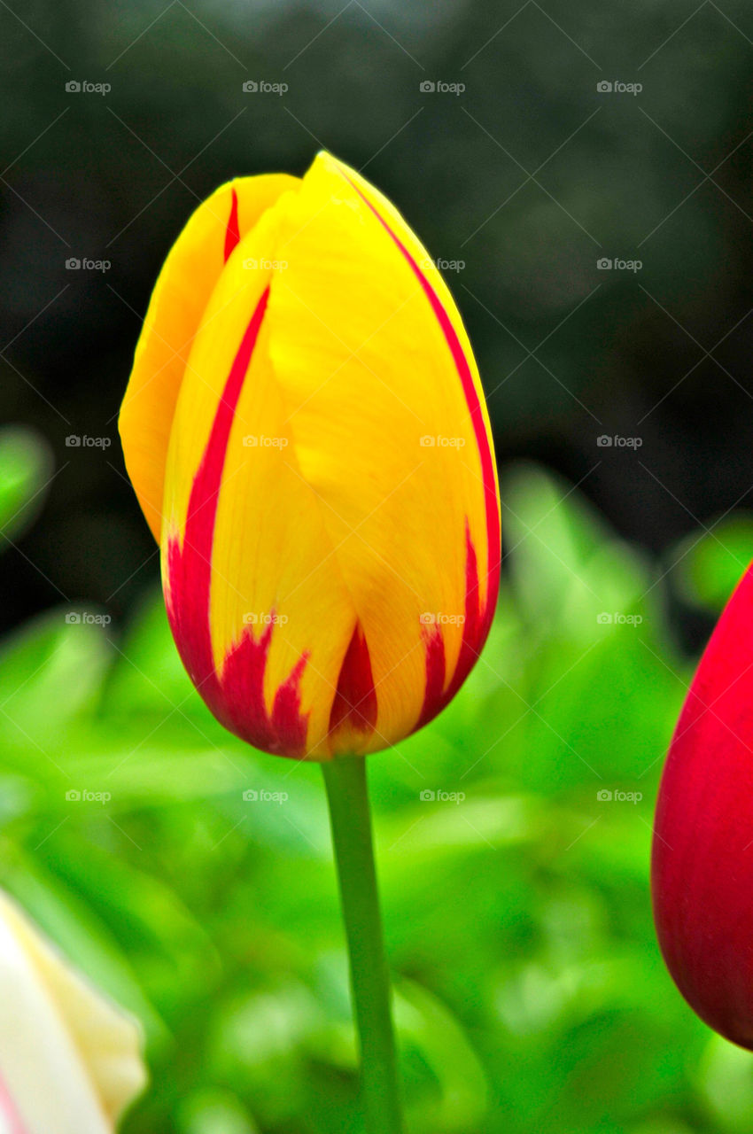 spring yellow red tulip by sgkraus