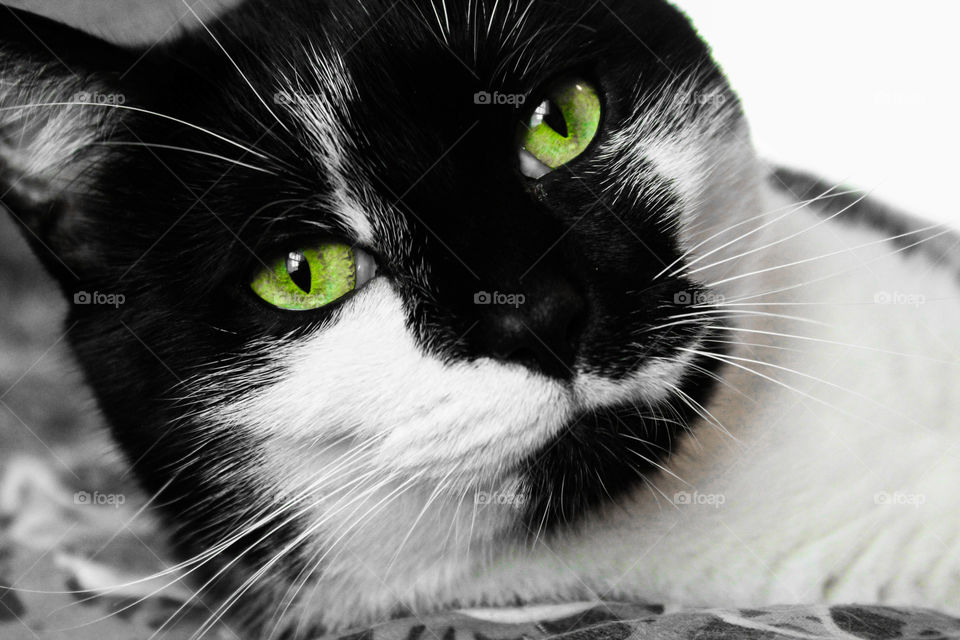 black and white kitty with Gorgeous green eyes