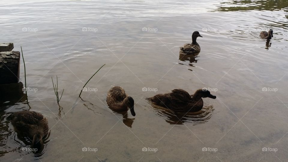 Water, Duck, Lake, Bird, Reflection