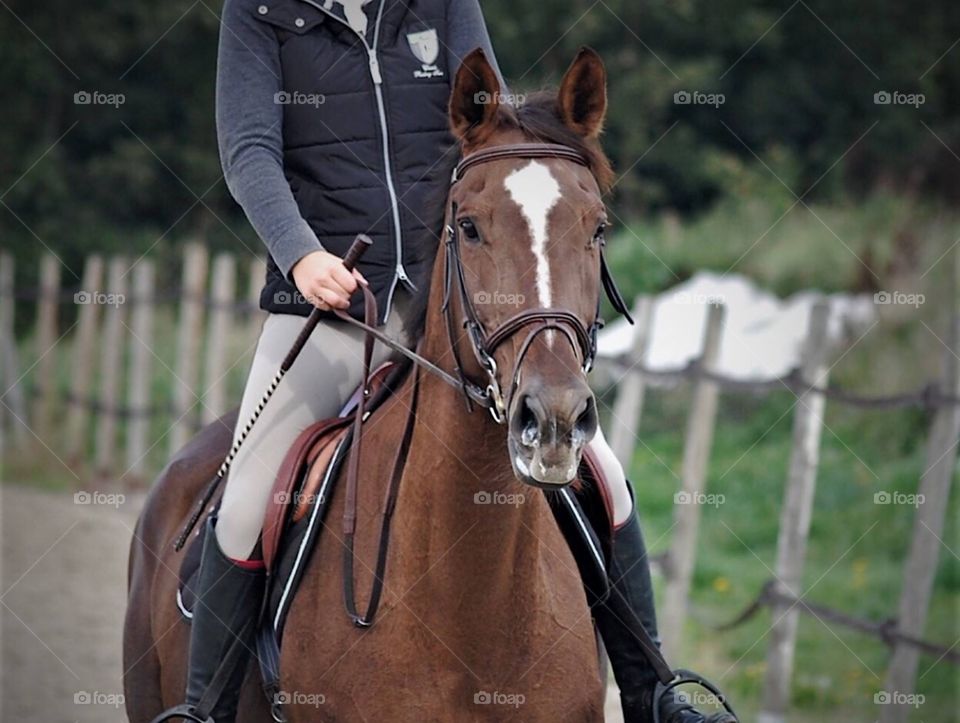 Portrait of Naïade, a french saddle breed mare, during a training session with her rider 