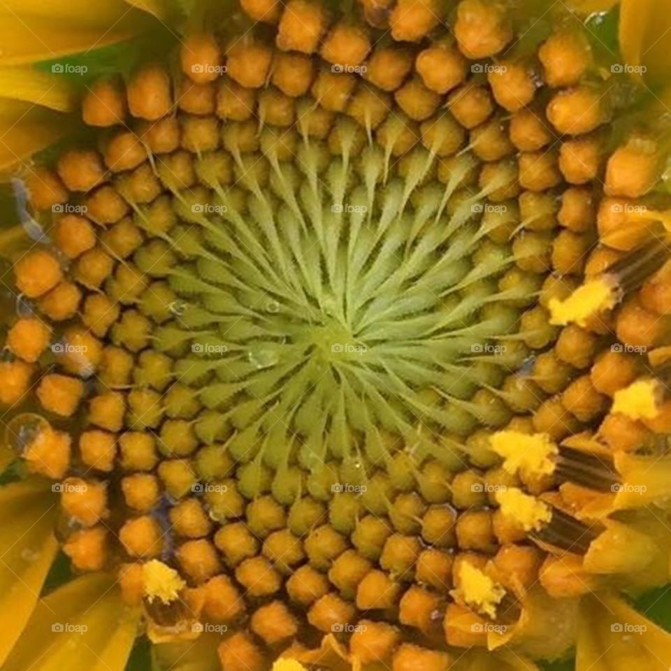 Macro sunflower 