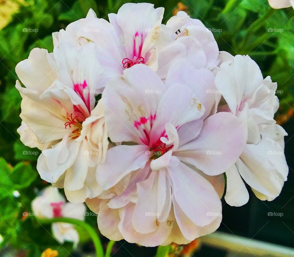 Spring. Beautiful flowers