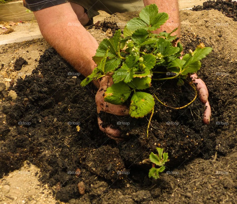 Setting the strawberry plant into the ground