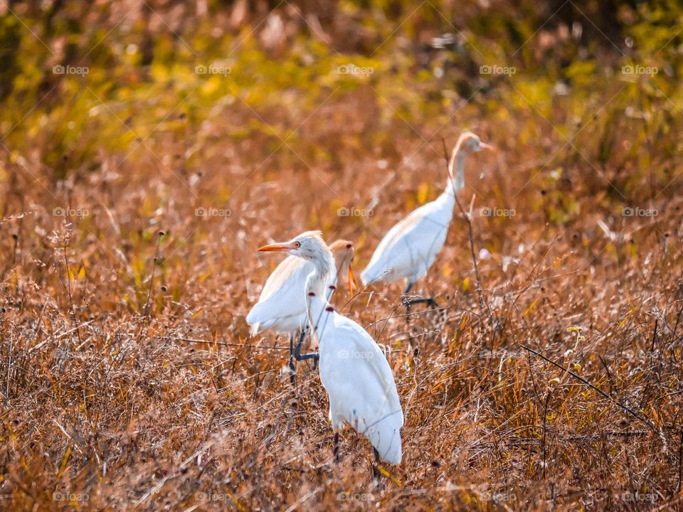 Some egrets searching for food in an open area of a field
