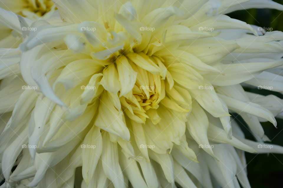 Dahlia white with light yellow