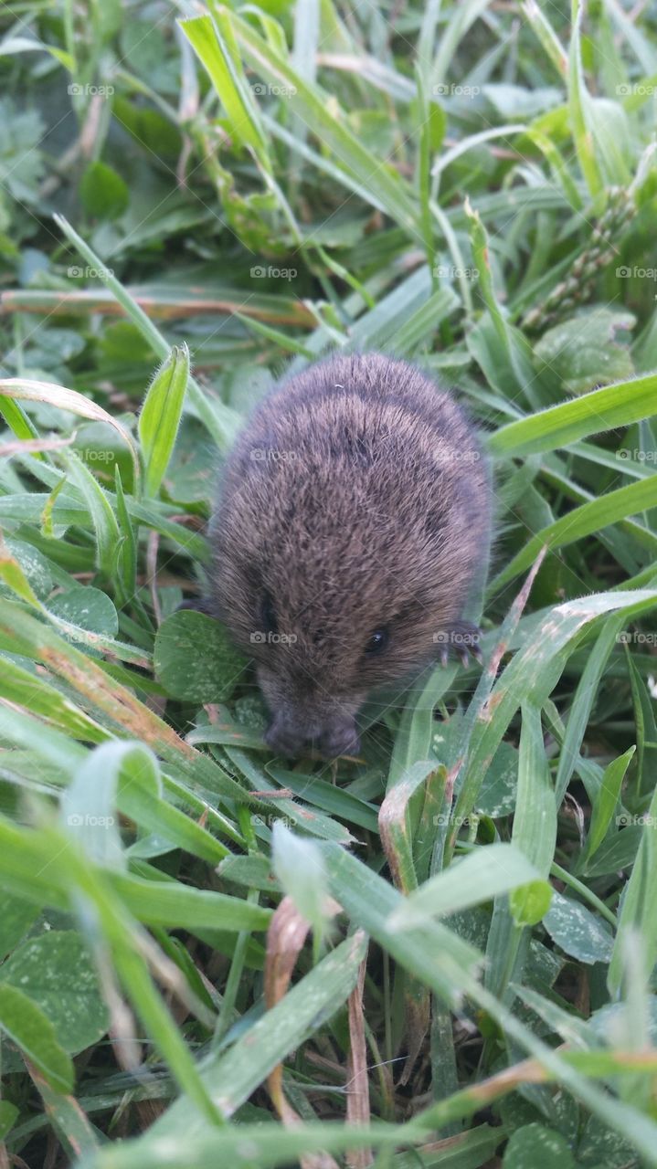 mouse eating grass