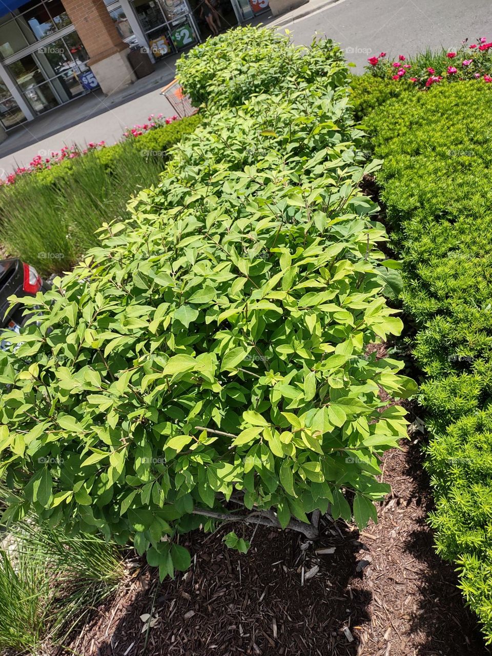 Row of bushes