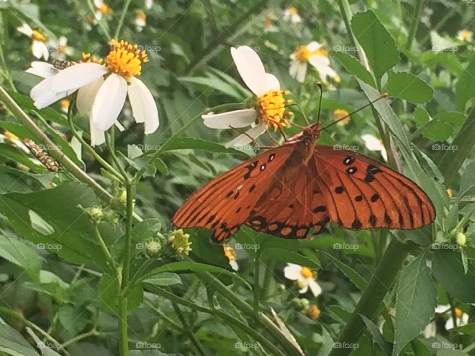 Butterfly & nectar 