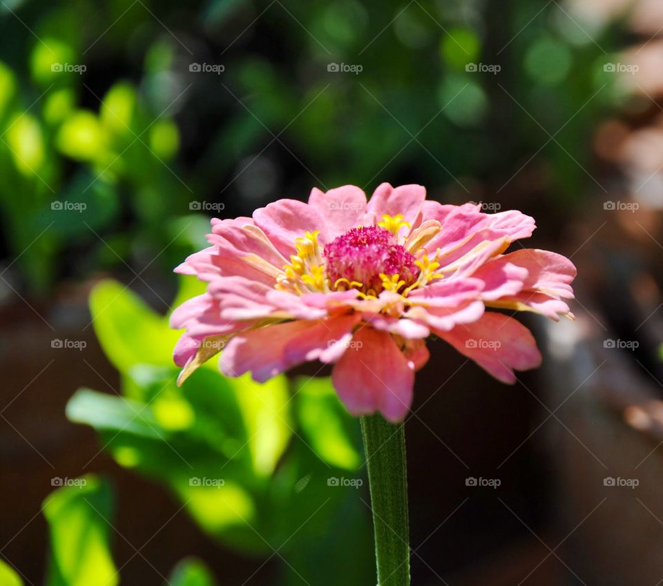 Pink Flower in a Sea of Green Blur