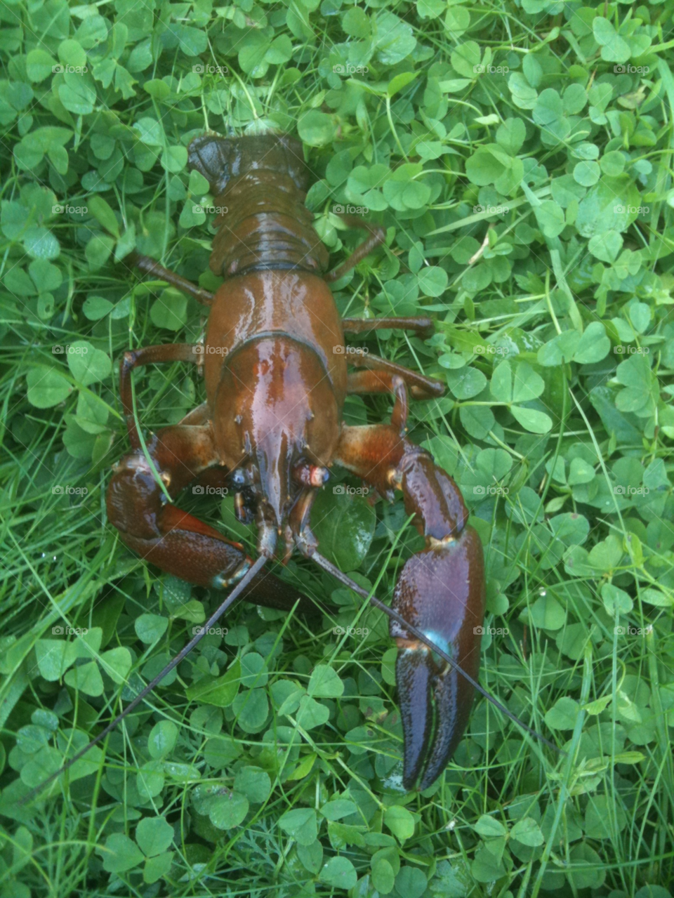 sweden clover crayfish kräfta by tert