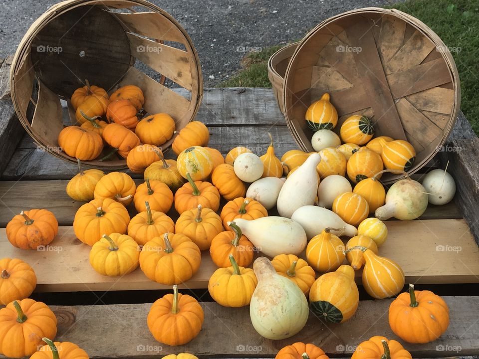 Basket of pumpkins and squash gourds