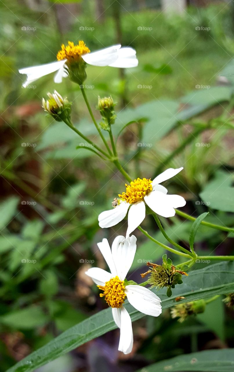 Nature, Summer, Leaf, No Person, Flower