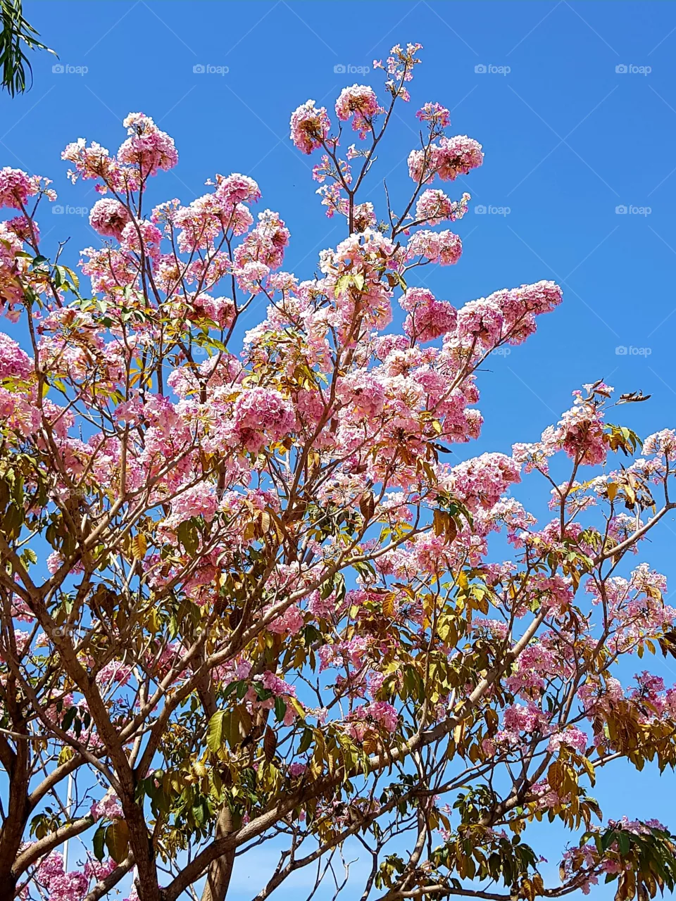 pink ipe - tree