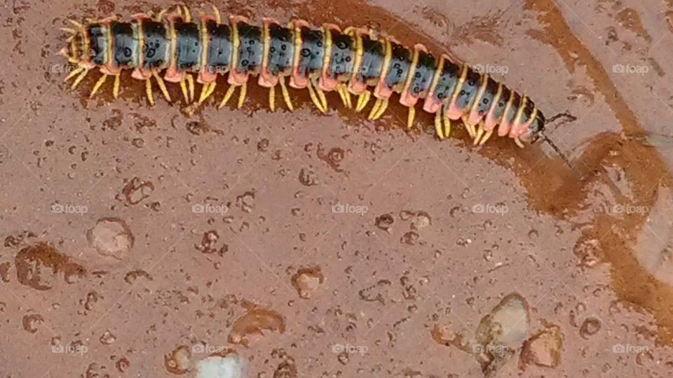 A centipede going for a walk after the rain