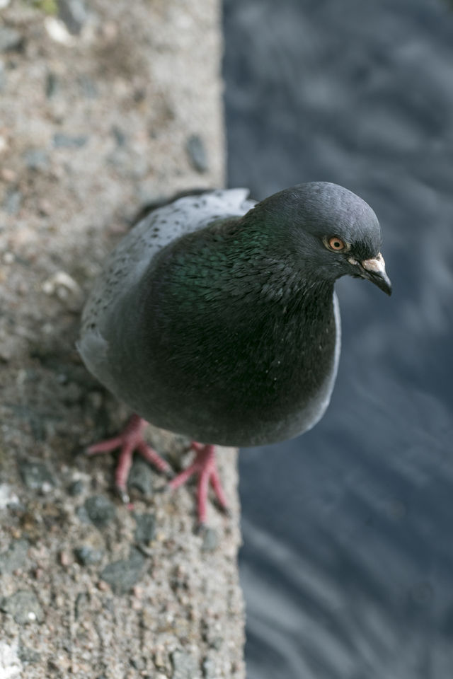 Pigeon, Dove