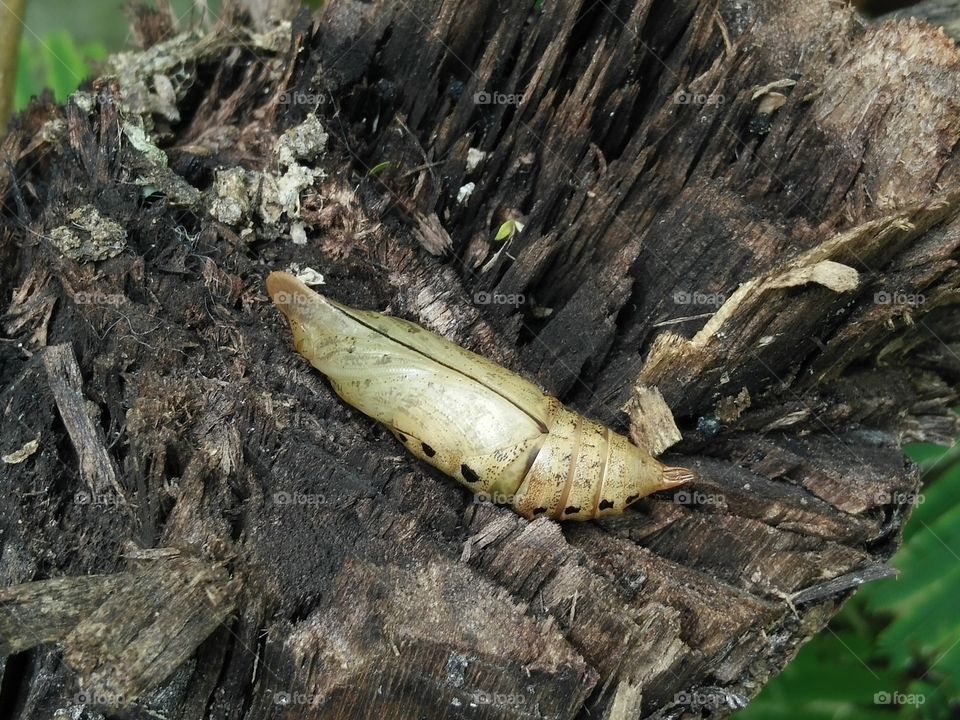 Caterpillar on tree trunk