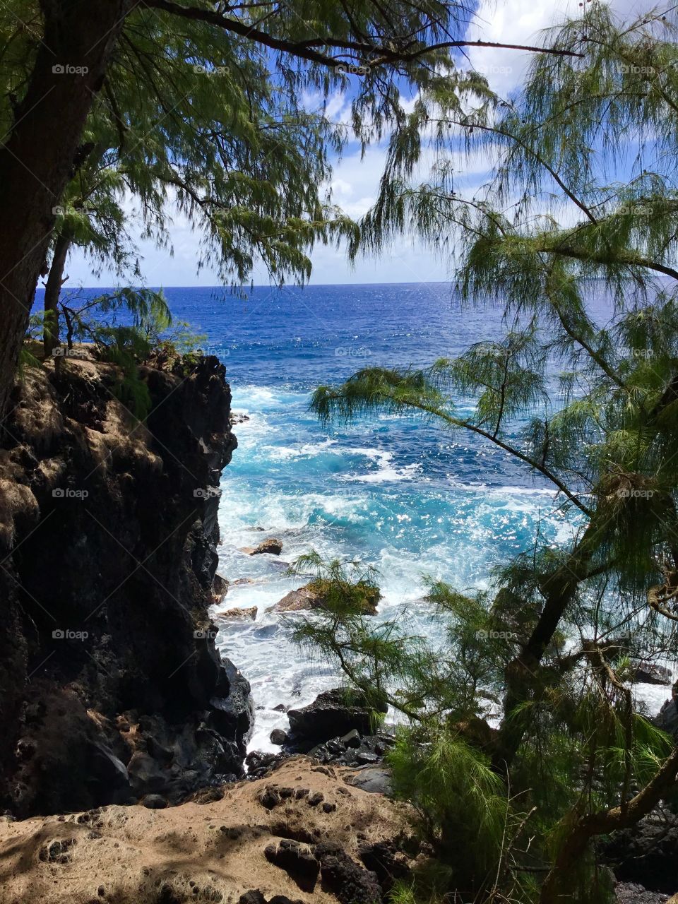 Beautiful ocean through the trees