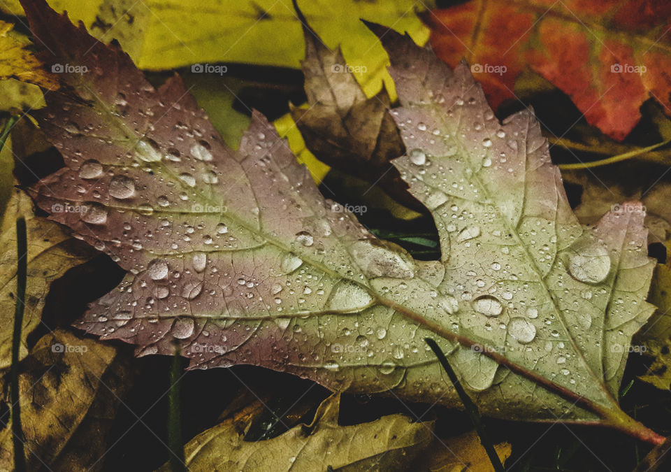 Early morning rain drops, fall upon some colorful leaves.