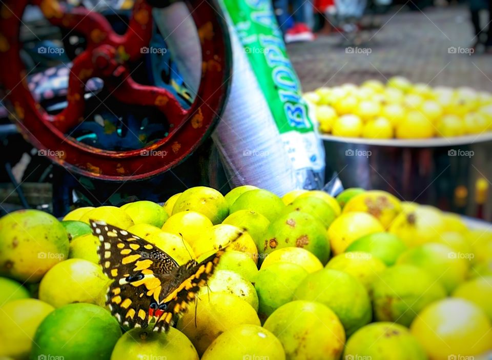 Butterfly Drinking lemon juice