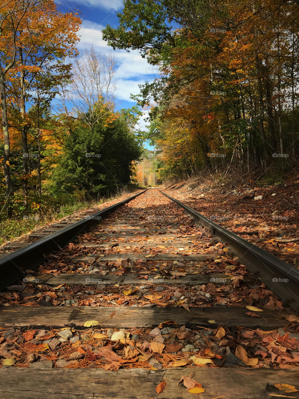 Train tracks running through fall colored trees