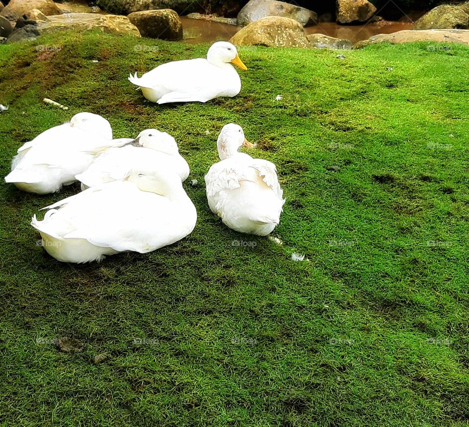 Close up beautiful of white pekin ducks sitting on the grass. Bright and colourful
