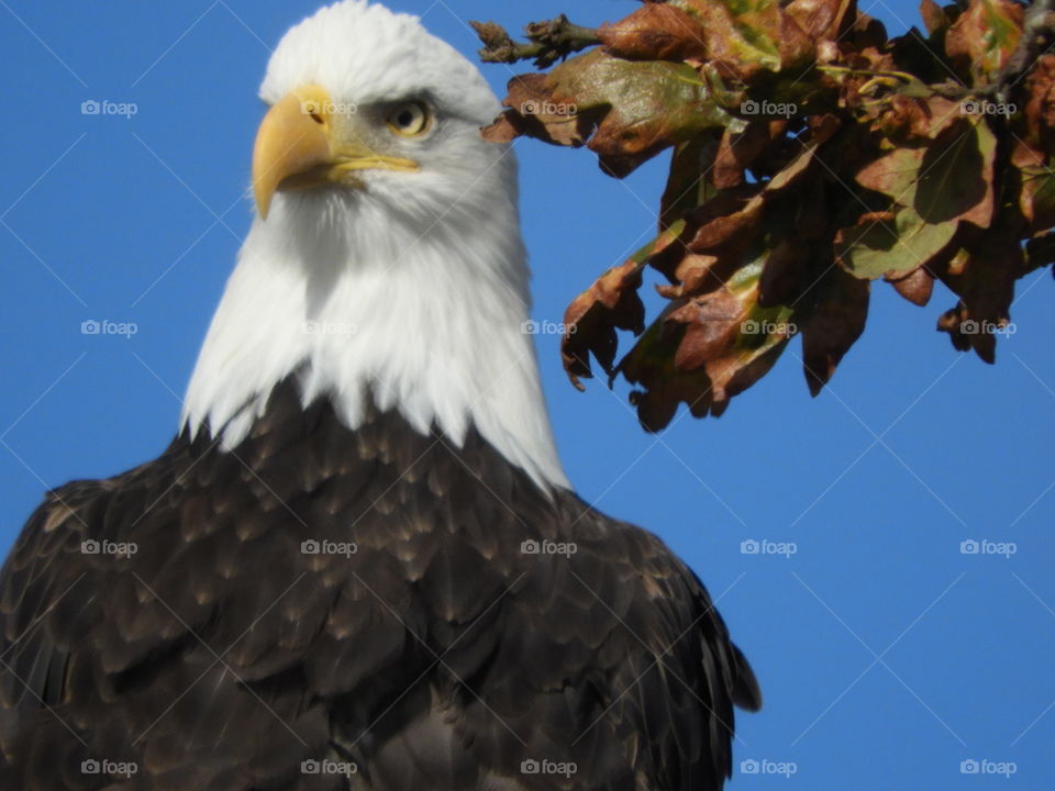 closeup of bald eagle