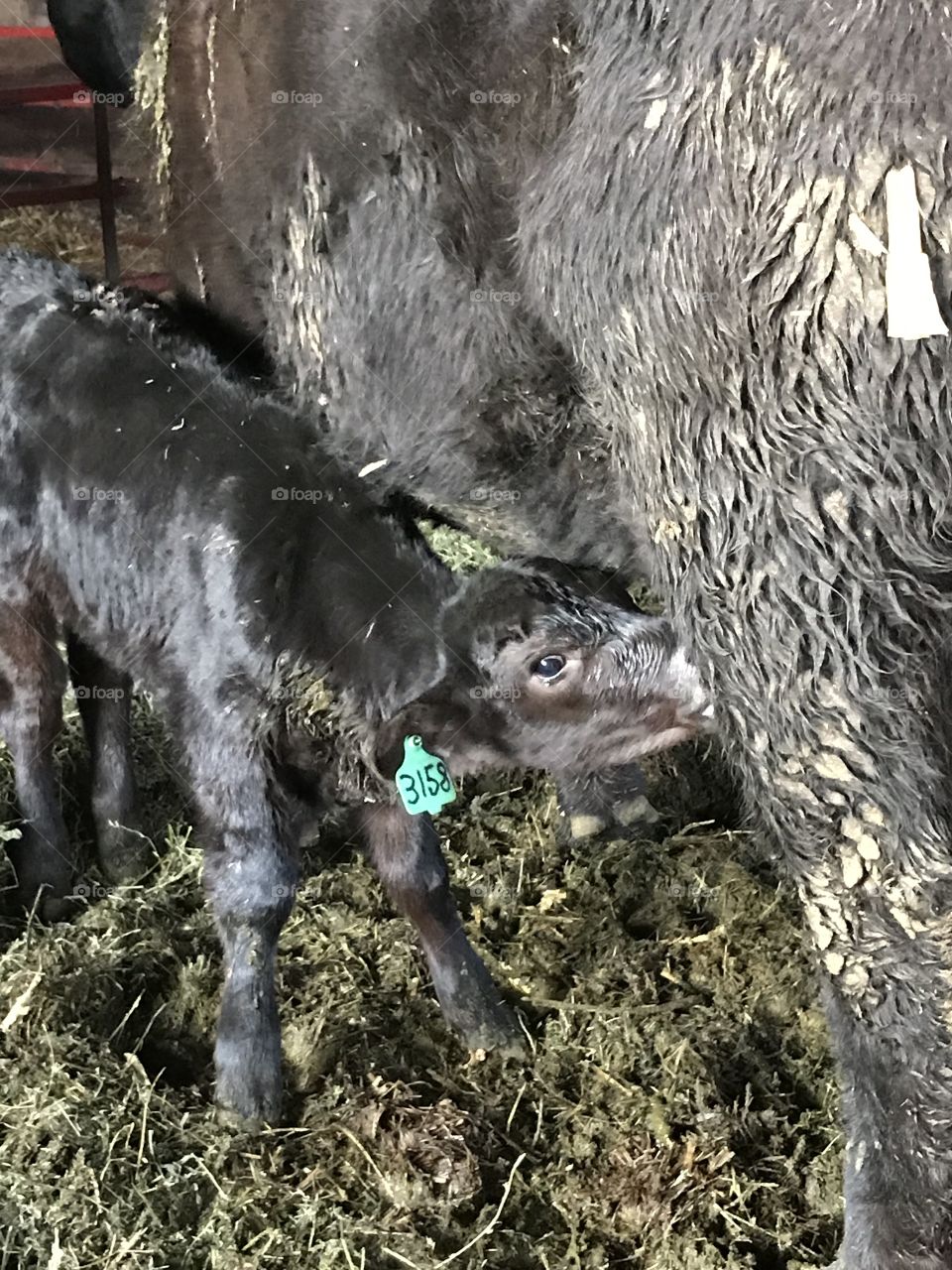 Bevy calf drinking from its Mom. Spring. Calving season