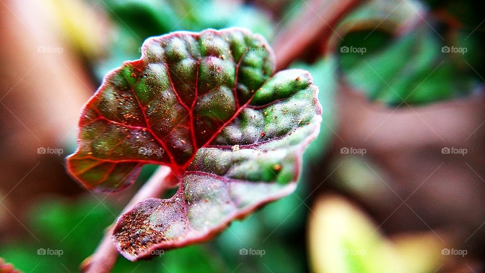 Nature Microphotography