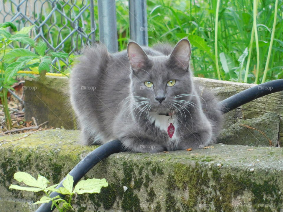 Long Haired Gray Cat