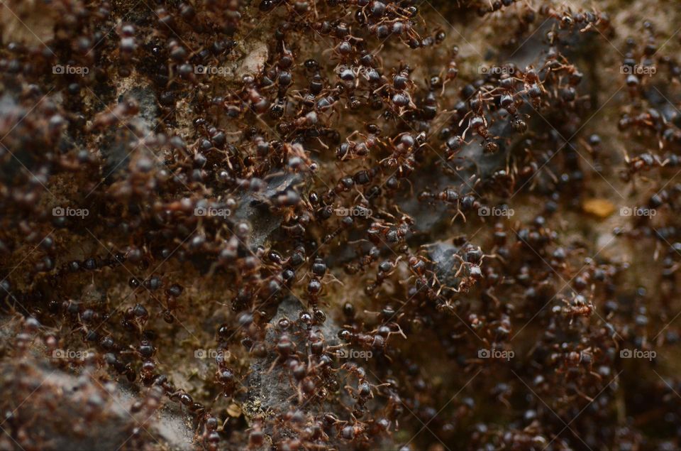 A battle between two colonies of ants takes place on a curbside street.