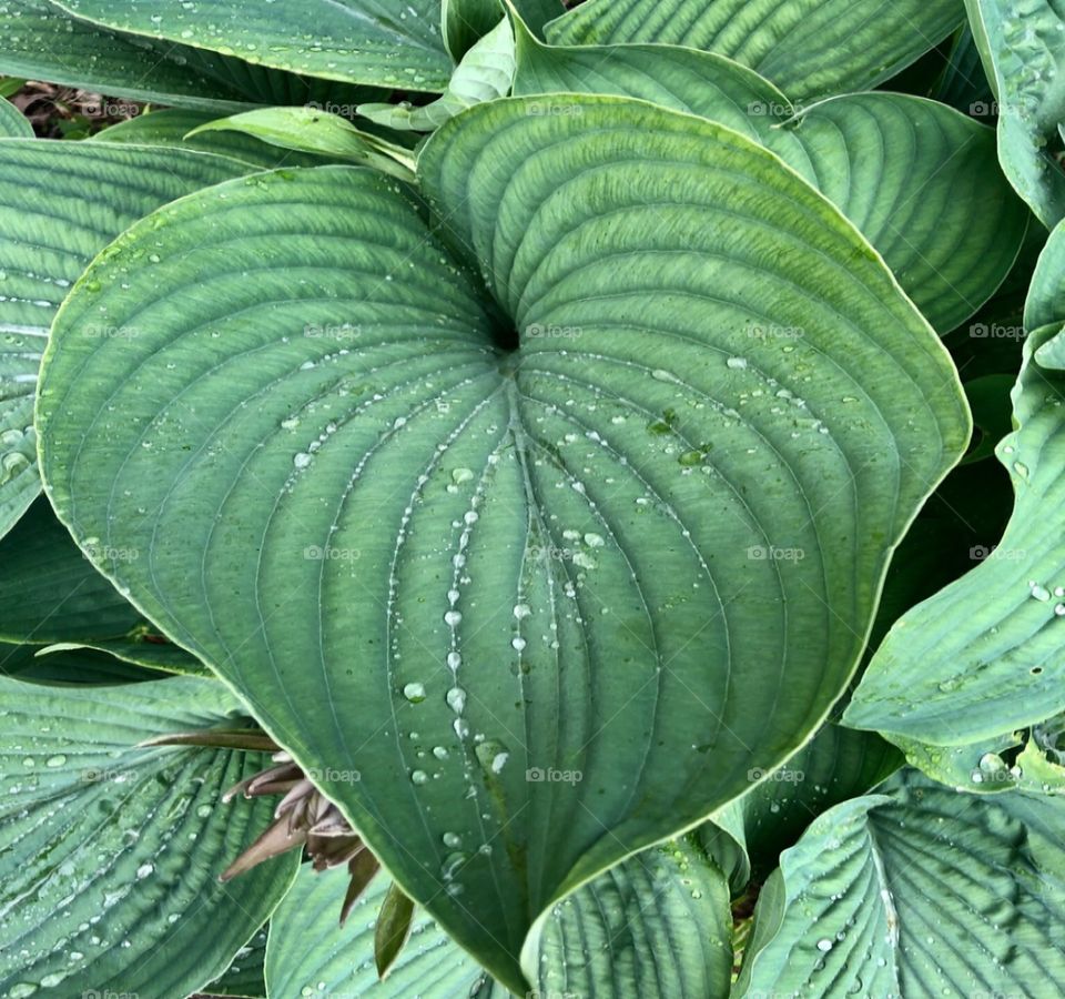 A beautiful Hosta leaf after a spring rain.