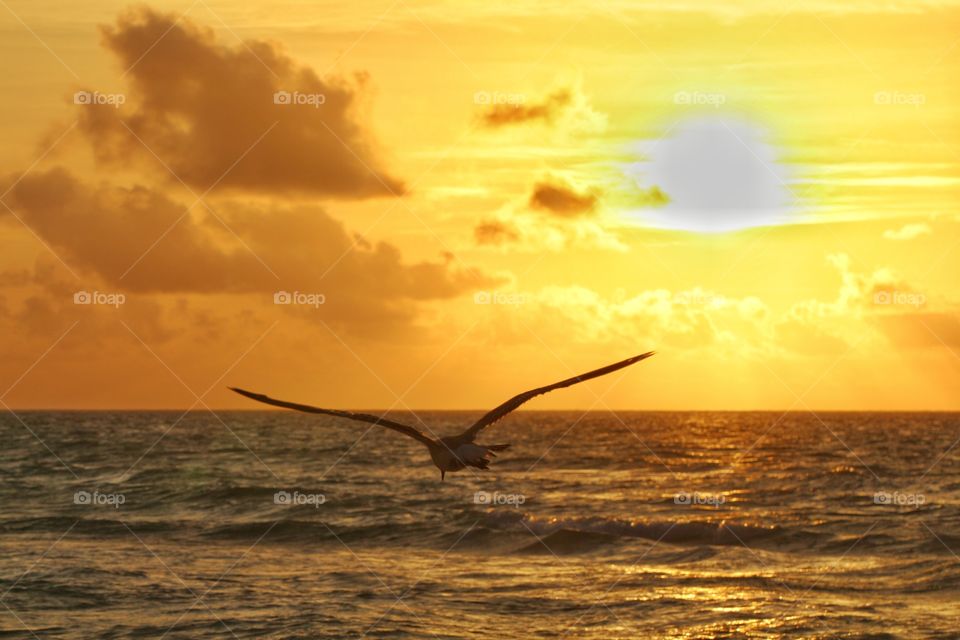 seagull flying at sunrise under sea