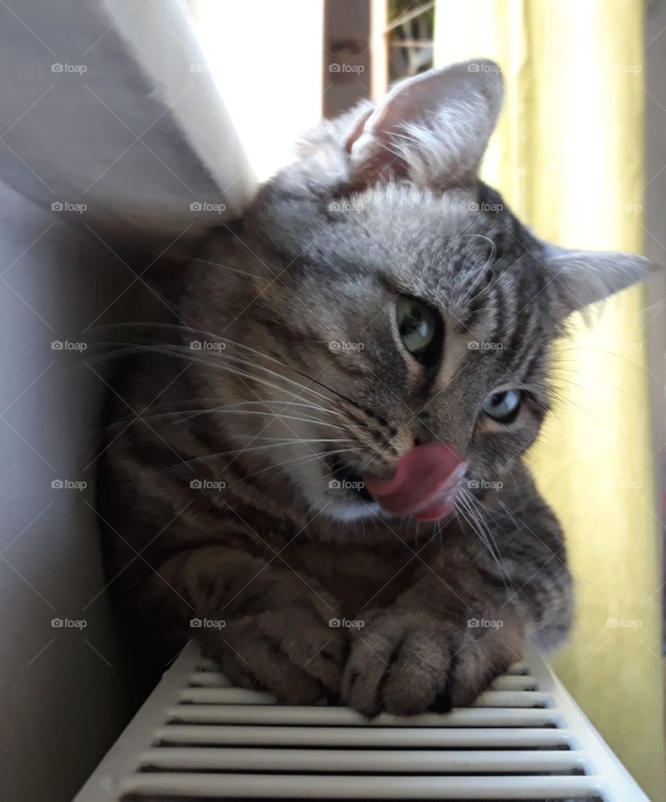 Cat tongue