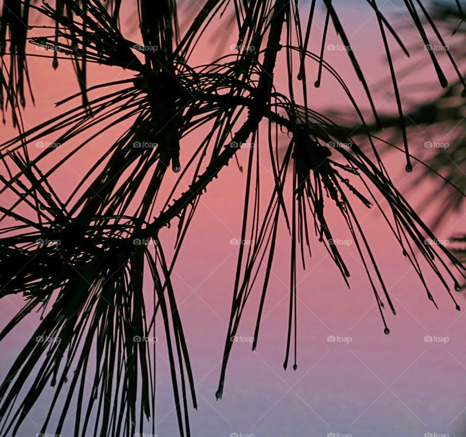 Silhouette of pine behind storm skys
