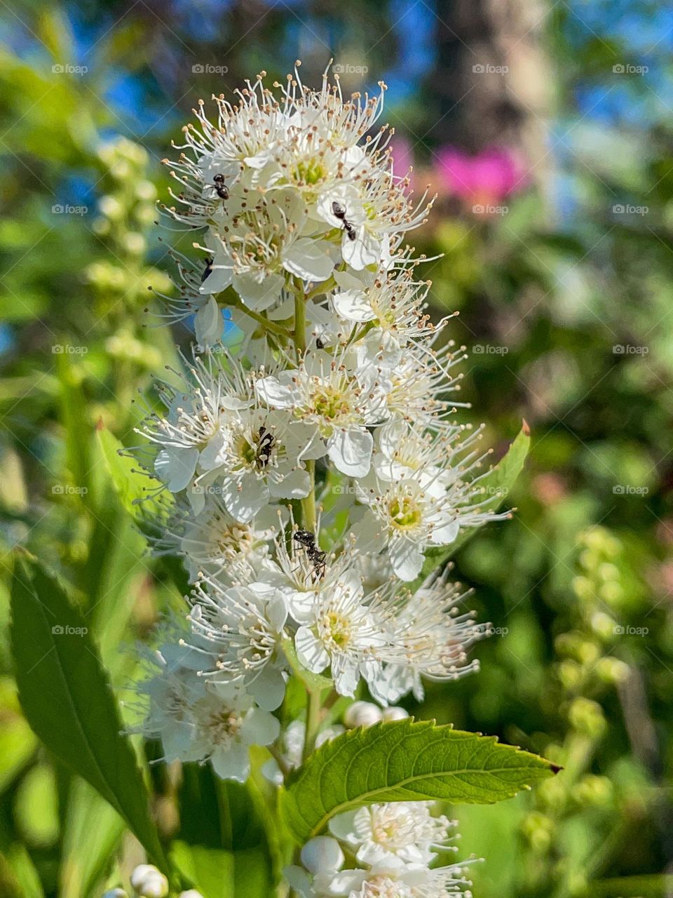 Wildflowers 