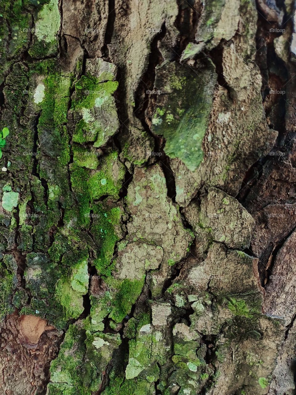 Surface Tree Bark Textures, rough and cracked like broken