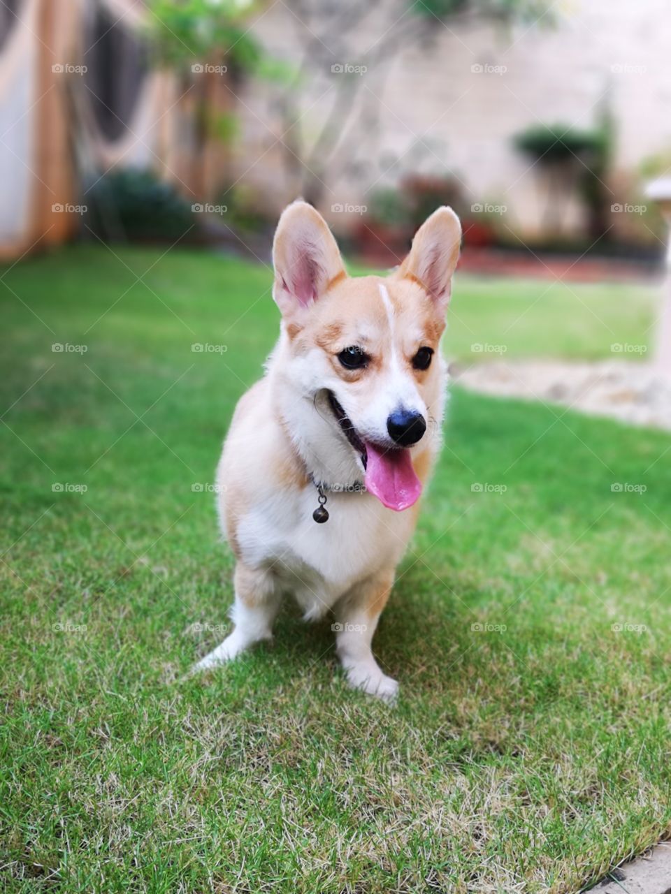 Corgi
